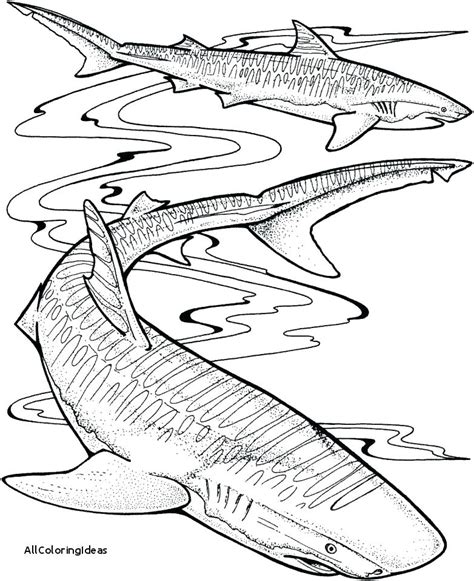 tiger shark coloring pages  getdrawings