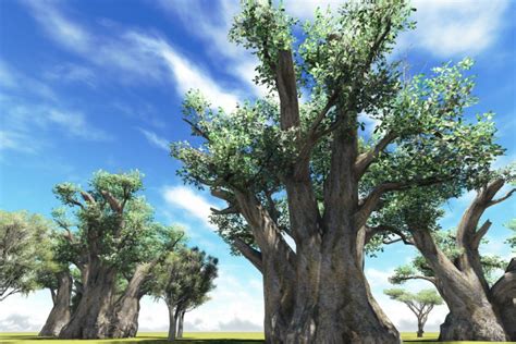 affenbrotbaum als zimmerpflanze die wichtigsten pflegetipps