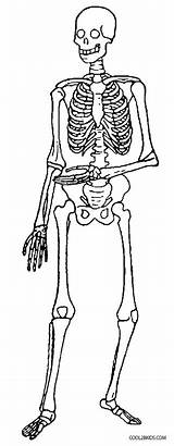 Skeleton Coloring Pages Printable Kids Halloween Skeletons Human Cool2bkids Anatomy Bones Sheets Skull Book Visit sketch template