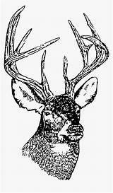 Deer Tailed Whitetail Reindeer Hirsch Kopf Illustrazione Coda Bianca Cervo Testa Dalla Pixnio Crane Sandhill Pxfuel Donate Creazilla 2160 1491 sketch template