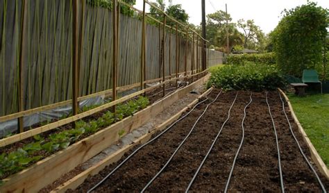 set   grow beans garden projects growing vegetables garden  yard