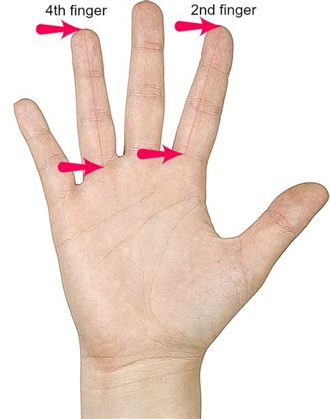 finger lengths reveals  surprising clue   premenstrual week