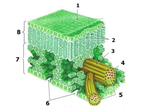 gambar penampang melintang daun tumbuhan monokotil struktur anatomi