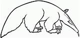 Anteater Oso Hormiguero Colouring Bestcoloringpagesforkids Anteaters sketch template