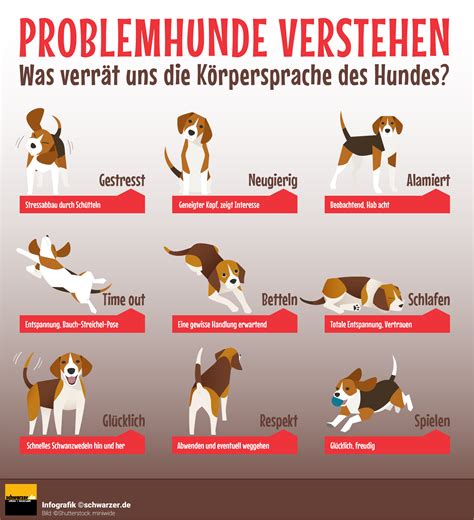 problemhund letzter ausweg tierheim