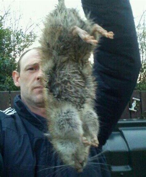 dad se mckendry reveals he s caught 59 cat sized rats in his home which are immune to poison