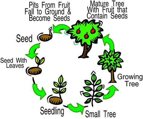 plants stages  growth images  pinterest activities