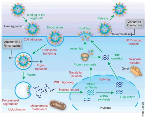 Cellular Targets For Anti Influenza Drugs In The Context Of The