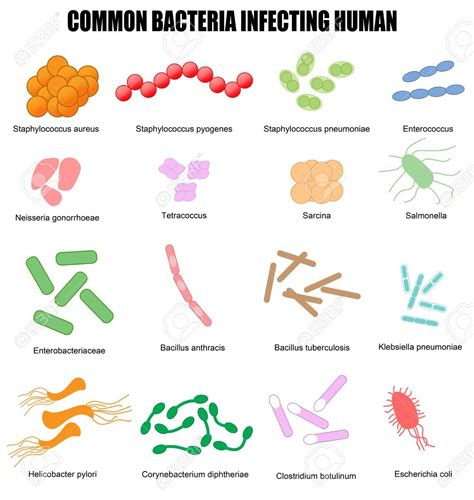 bacteria shapes precisionmumu