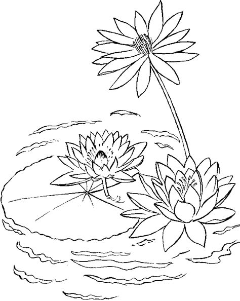 coloring book pages  color  water lilies google search lilies