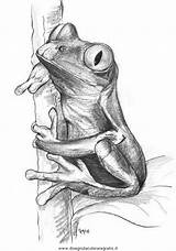 Frosch Rana Rane Disegni Bleistift Zeichnung Skizzen Colorare Acquatici Coloringpagesforadult Pesci Frogs Frosche Gratismalvorlagen sketch template