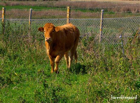 karens nature photography brown cattle  meadow