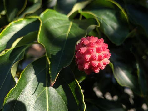 dogwood fruit botany