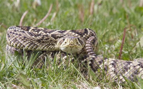 rattlesnakes   lost  venom