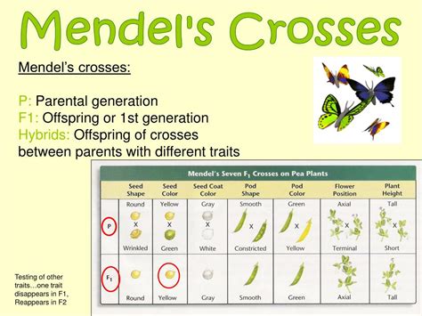 Ppt Genetics Mendel And Punnett Squares Powerpoint Presentation Free