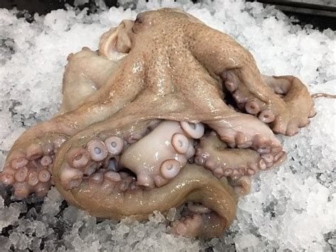 buy  spanish octopus catalina offshore  fish market