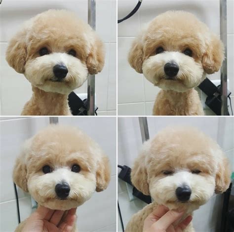 pics toy poodle grooming styles pictures  description alqu blog