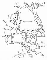 Goat Coloring Pages Goats Baby Billy Three Gruff Kid Kids Color Farm Animals Animal Boer Print Desenho Cabra Mom Clipart sketch template