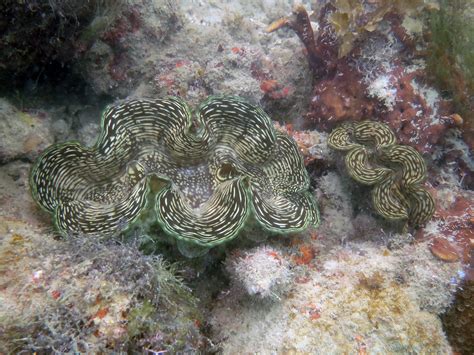 marine scientists lead comprehensive review  giant clams species