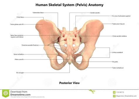 Human Body Anatomy Rear View Human Anatomy
