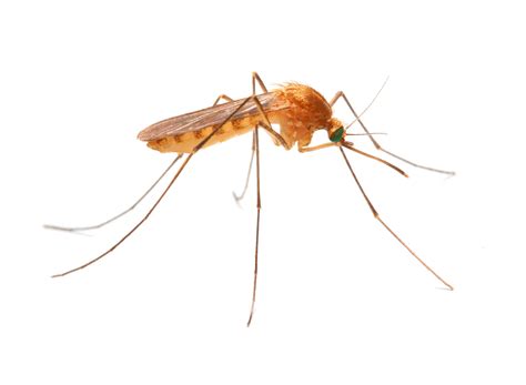 jersey mosquito control mosquito detection removal  york