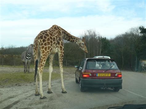 giraffe standing    car   road  zebras   background