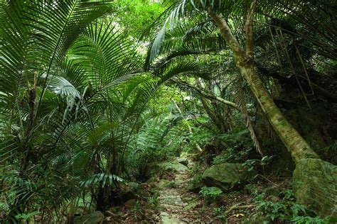 rỪng mƯa nhiỆt ĐỚi tropical rainforest steam360