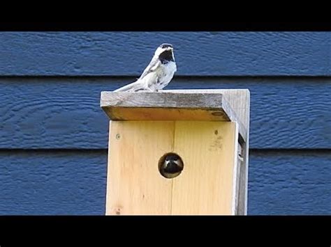 black capped chickadee  nesting box youtube