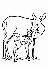 Deer Tulamama sketch template