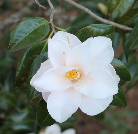 camellia japonica magnoliaeflora  worthwhile choice gardening