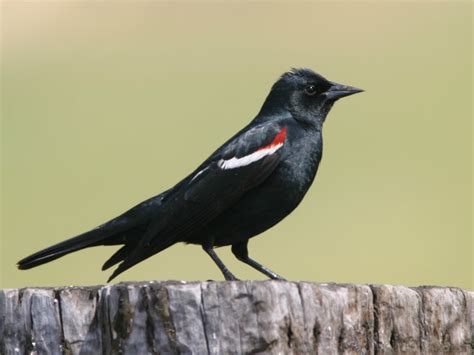 california protects tricolored blackbird   threatened species    remain