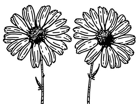daisy coloring page coloring pages