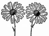 Daisy Coloring sketch template