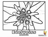 Austria Coloring Designlooter Colouring Edelweiss Yescoloring Flower sketch template