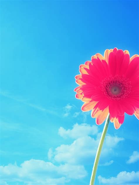 red flower   blue sky ipad mini wallpaper