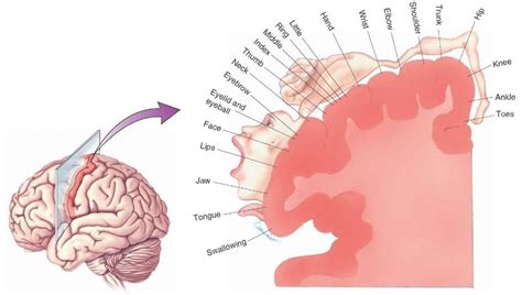 2 body parts with associated region in the motor cortex it is download scientific diagram