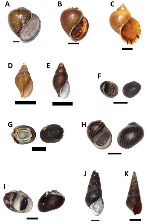 preliminary checklist   freshwater snails  sabah malaysian
