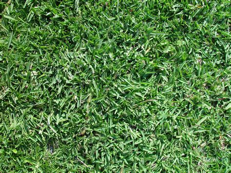 types  grass  plant   cincinnati lawn lawnstarter