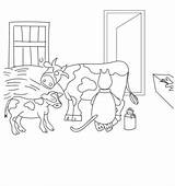 Cow Coloring Pages Milk Printable Cute Disguise Cat sketch template