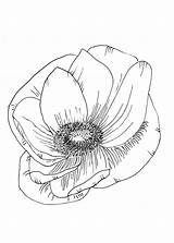 Anemone sketch template