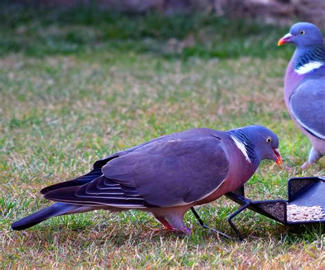 photo wood pigeon bird common feeding   jooinn