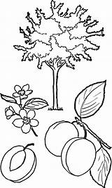 Apricot Drzewo Disegno Kolorowanka Albicocco Abricot Albero Colouring Morelowe Supercoloring Shrubbery Plum Arancio Stampare Kategorii Owocowe sketch template