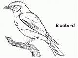 Coloring Bird Bluebird Blue Pages Robin Color Drawing Outline Printable Missouri Animals Print Colouring Animal Birds Sheet Red Drawings Gif sketch template