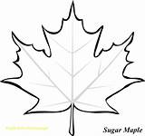 Maple Template Leaves Foglie Veles sketch template