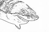 Sharks Filminspector Cartilaginous Gill Slits sketch template