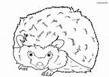 Hedgehog Coloring Curious Pages Cute Baby Animals sketch template