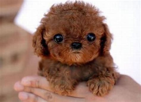 top  cutest puppies   world