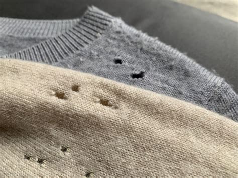dealing with clothing moths environmental pest management