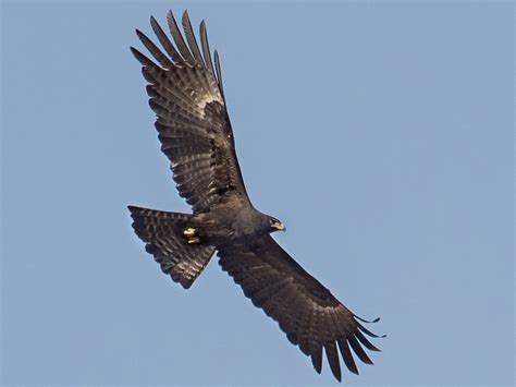 black eagle ebird