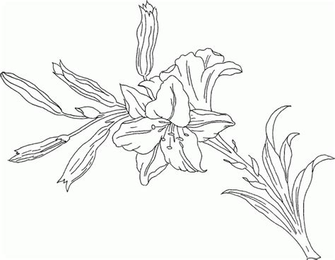 lily flower coloring pages coloring home